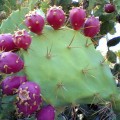 Prickly-pear-cactus-120x120