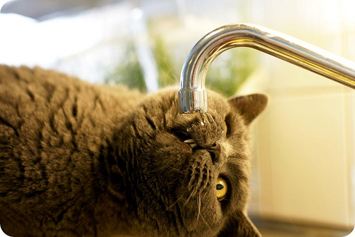 water faucet cat