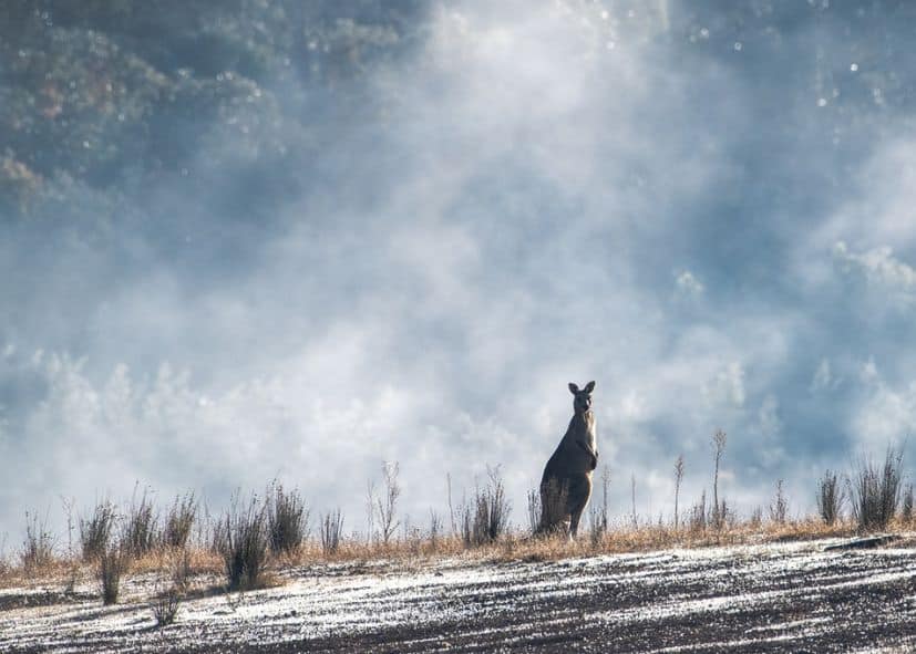 W2W-KANGAROO-ON-LAND-AFTER-BUSHFIRE